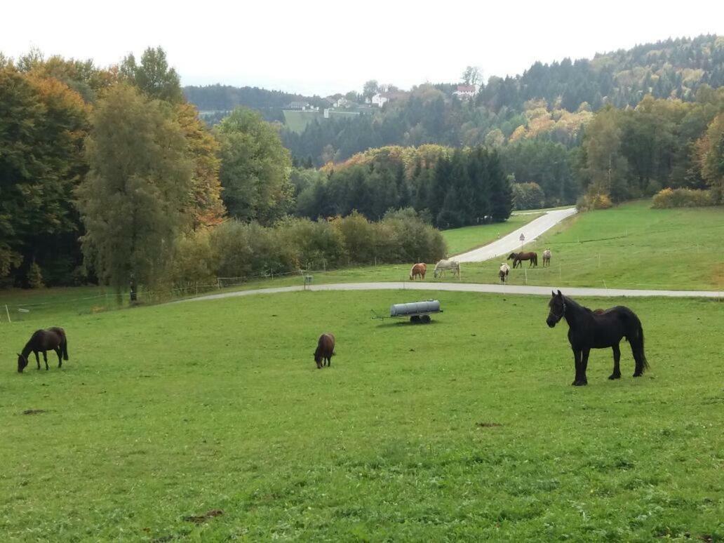 Ferienwohnung Auf Dem Erlebnisreiterhof Kreipl Grattersdorf Extérieur photo